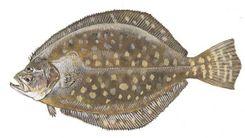 Southern Flounder